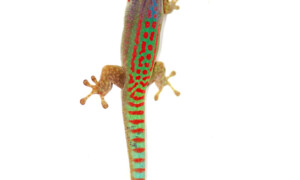 Phelsuma ornata – felsuma ozdobna