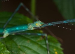 Myronides sp. „Peleng”