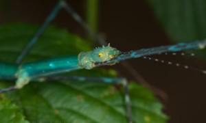 Myronides sp. „Peleng”