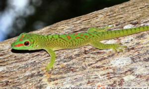 Phelsuma madagascariensis – felsuma madagaskarska