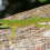 Phelsuma madagascariensis – felsuma madagaskarska
