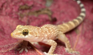 Hemidactylus turcicus – gekon turecki