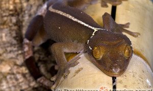 Gekko vittatus – gekon paskowany, gekon czekoladowy