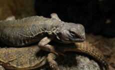 Uromastyx dispar