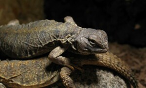 Uromastyx dispar