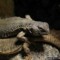 Uromastyx dispar