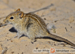 Rhabdomys dilectus – trawomyszka zuluska, mysz trawna*