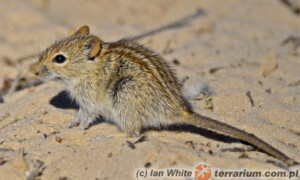 Rhabdomys dilectus – trawomyszka zuluska, mysz trawna*