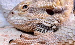 Na talerzu agamy: które owady karmowe najczęściej przenoszą pasożyty?