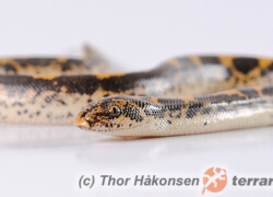 Eryx colubrinus – strzelec egipski