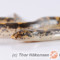 Eryx colubrinus – strzelec egipski