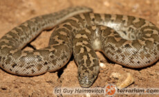 Eryx jaculus – strzelec turecki*