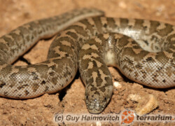 Eryx jaculus – strzelec turecki*