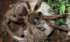 Phormictopus platus – ptasznik
