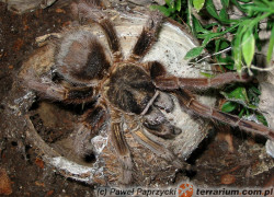 Phormictopus platus – ptasznik