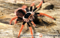 Megaphobema robustum – ptasznik
