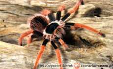 Megaphobema robustum – ptasznik