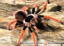 Megaphobema robustum – ptasznik