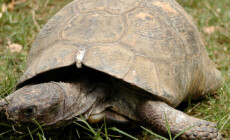 Jaką ilość pokarmu powinny otrzymywać żółwie lądowe z basenu Morza Śródziemnego?