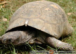 Jaką ilość pokarmu powinny otrzymywać żółwie lądowe z basenu Morza Śródziemnego?