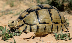 Testudo kleinmanni – żółw egipski