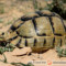 Testudo kleinmanni – żółw egipski