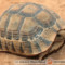 Testudo graeca soussensis
