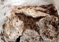 Acanthoscurria geniculata – ptasznik białokolanowy – raport rozmnożeniowy 2
