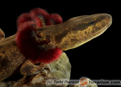 Necturus maculosus – odmieniec amerykański