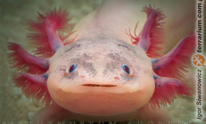 Ambystoma mexicanum – aksolotl meksykański