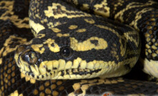 Morelia spilota spilota – pyton diamentowy