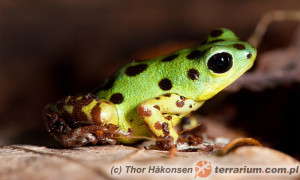 Oophaga pumilio – drzewołaz karłowaty