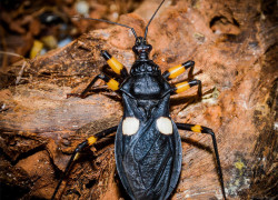 Platymeris spp. – pluskwiaki dwuplame