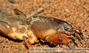 Gryllotalpa gryllotalpa – turkuć podjadek