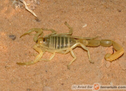 Buthacus leptochelys – skorpion
