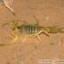 Buthacus leptochelys - skorpion