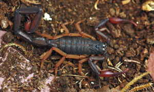 Centruroides gracilis - skorpion