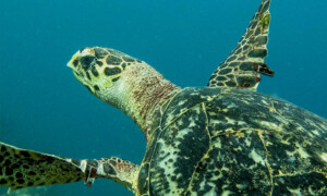 Eretmochelys imbricata - żółw szylkretowy