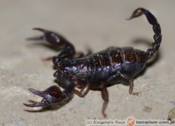 Euscorpius carpathicus – skorpion karpacki