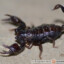 Euscorpius carpathicus - skorpion karpacki - samica