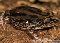 Kassina senegalensis