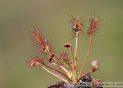 Drosera spp. – rosiczki