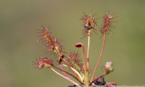 Drosera spp. – rosiczki