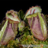 Cephalotus follicularis - cefalotus bukłakowaty
