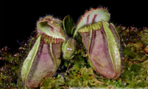 Cephalotus follicularis - cefalotus bukłakowaty