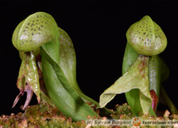 Darlingtonia californica – darlingtonia kalifornijska