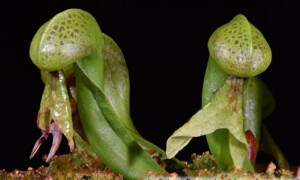 Darlingtonia californica – darlingtonia kalifornijska