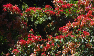 Bougainvillea glabra – bugenwila gładka, kącicierń gładki