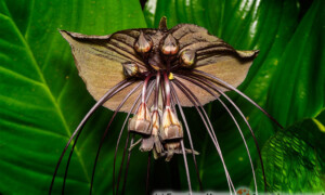 Tacca chantrieri - Krąpiel Chantriera