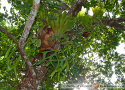 Platycerium – płaskla, łosie rogi